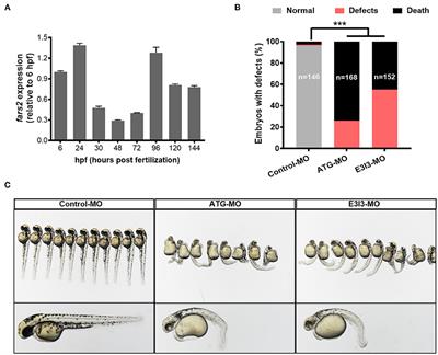 Developmental Angiogenesis Requires the Mitochondrial Phenylalanyl-tRNA Synthetase